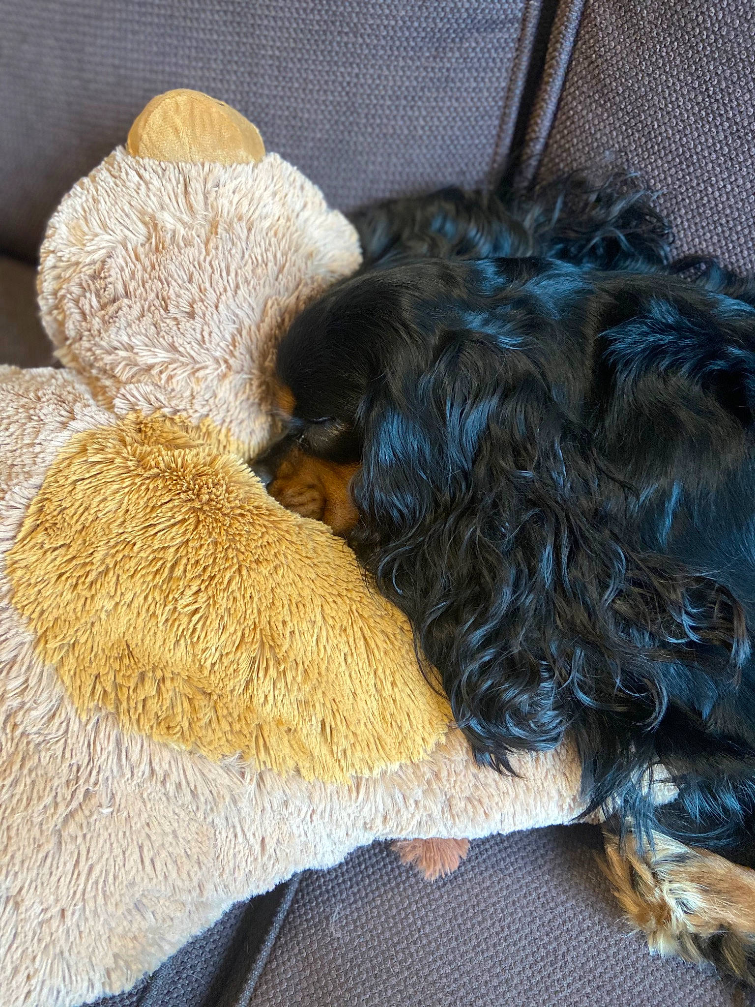 Neïl participe au concours pour gagner de l'argent avec cette photo : canidae, carnivore, comfort, companion_dog, dog, dog_breed, dog_supply, fawn, fiber, fur, liver, pet_supply, snout, sporting_group, terrier, toy, water_dog, wool, woolen, working_animal