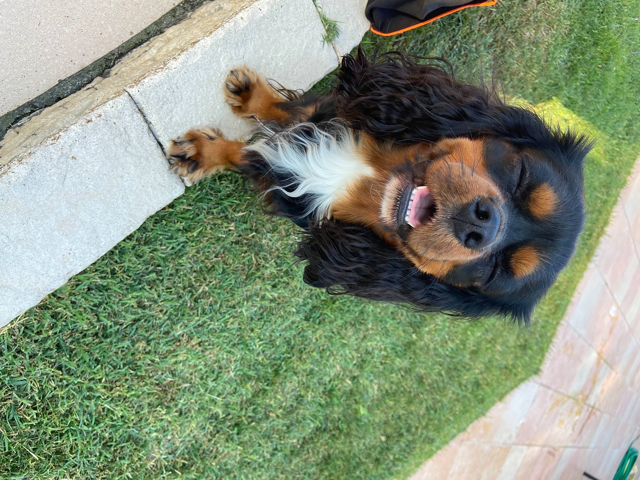 Neïl participe au concours pour gagner de l'argent avec cette photo : canidae, carnivore, companion_dog, dog, dog_breed, fawn, flooring, fur, grass, green, groundcover, liver, mammal, plant, road_surface, snout, sporting_group, tail, terrestrial_animal, vertebrate