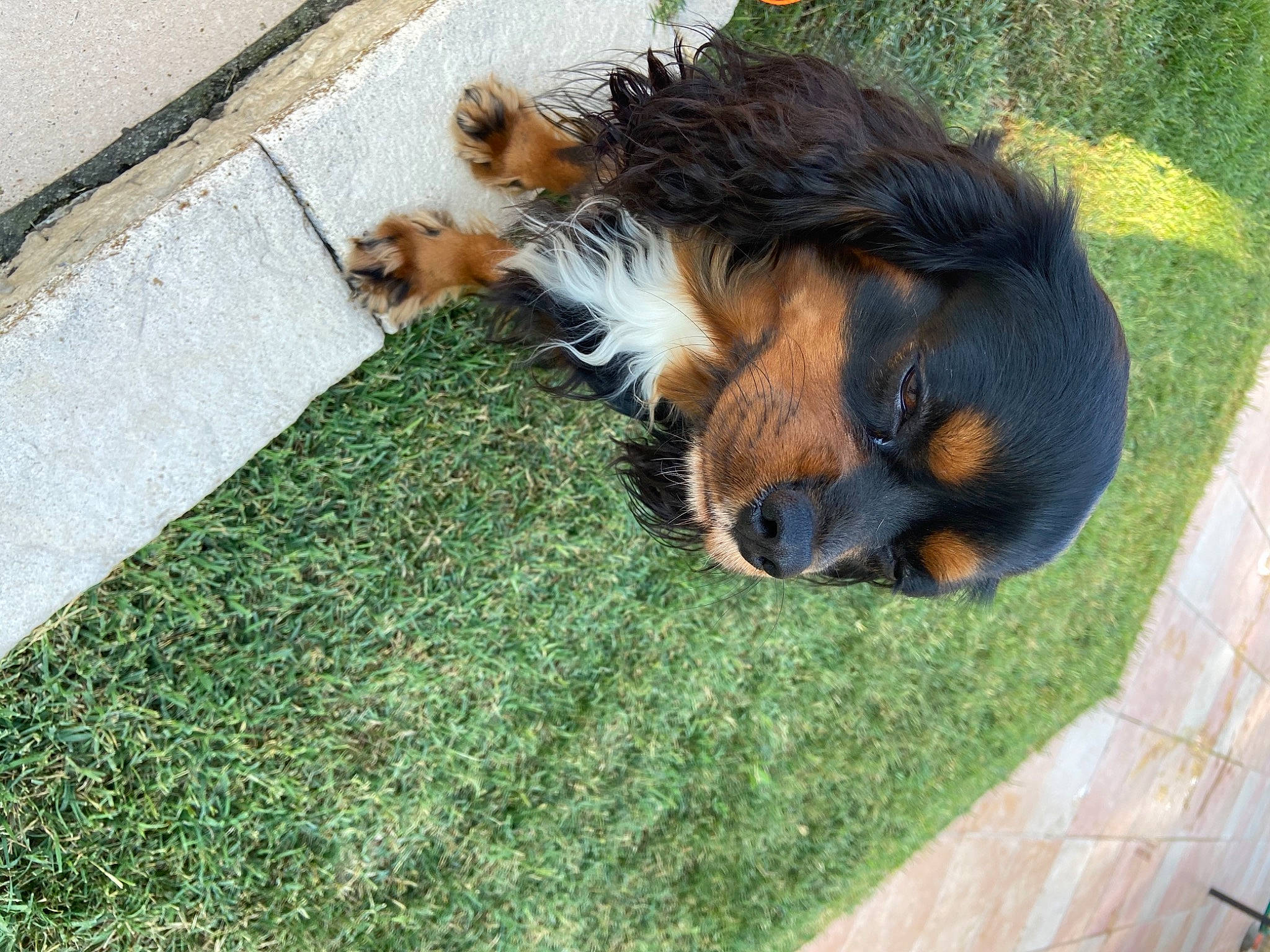 Neïl a rejoint le concours — aidez-le/la à gagner de superbes lots ! asphalt, canidae, carnivore, companion_dog, dog, dog_breed, fawn, felidae, flooring, fur, grass, groundcover, liver, plant, road_surface, snout, sporting_group, tail, terrestrial_animal, terrier