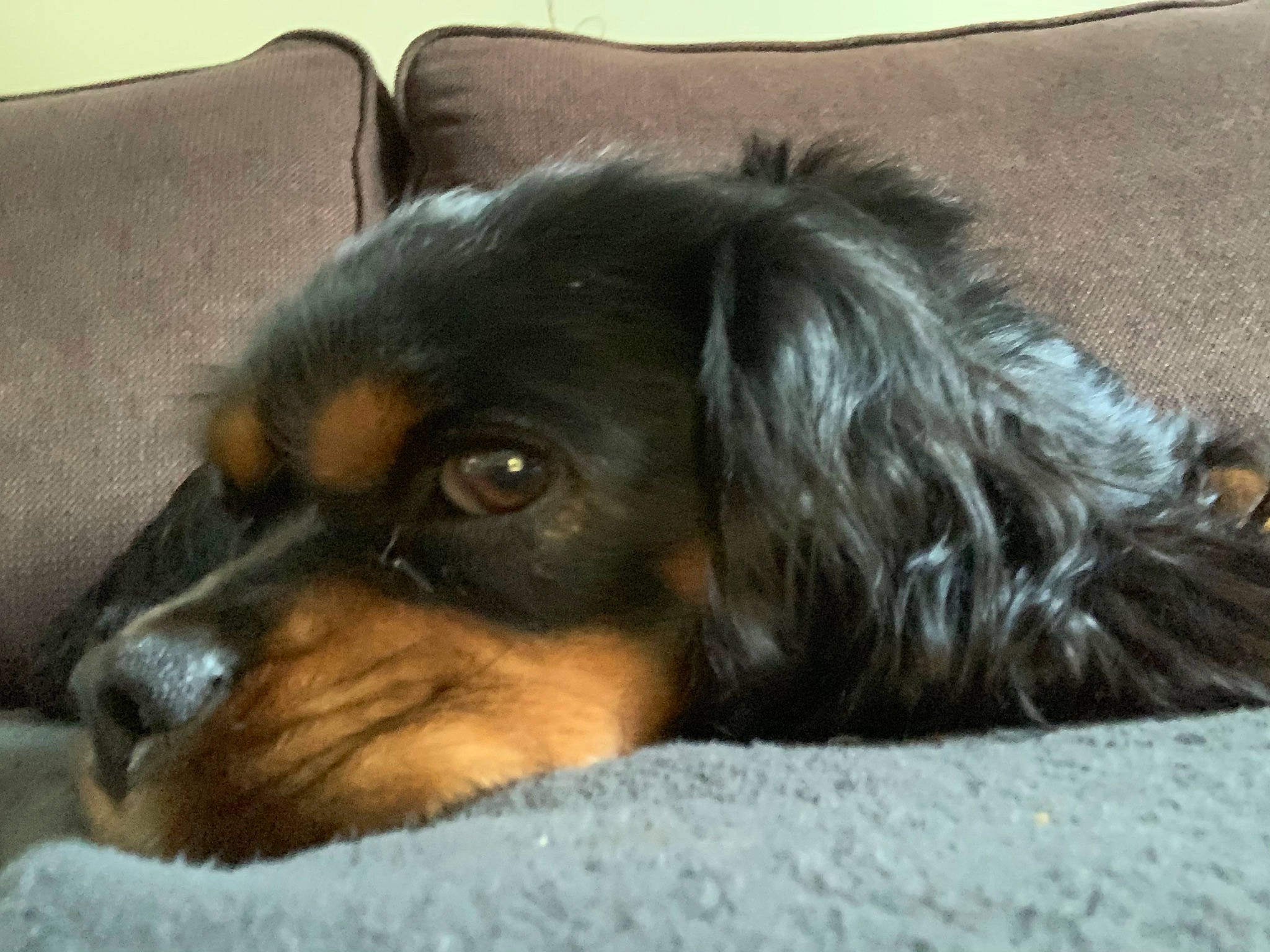 Neïl a rejoint le concours — aidez-le/la à gagner de superbes lots ! bored, canidae, carnivore, comfort, companion_dog, couch, dog, dog_breed, ear, fur, king_charles_spaniel, liver, snout, spaniel, sporting_group, terrestrial_animal, toy_dog, whiskers, working_animal, working_dog