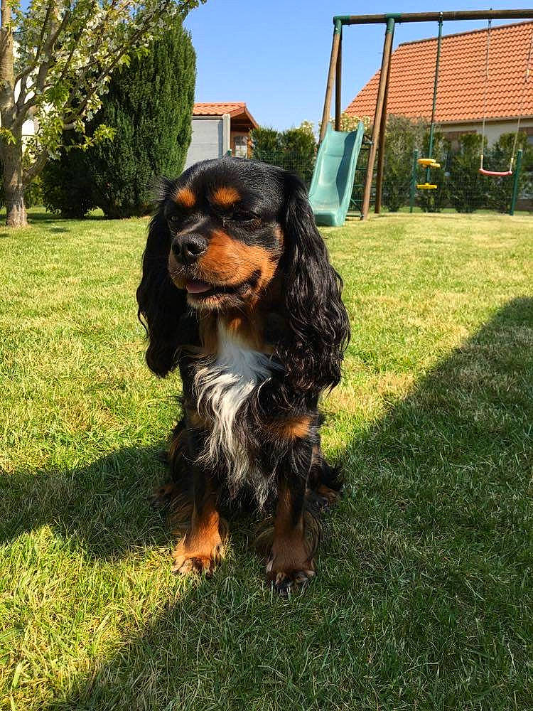 Neïl a rejoint le concours — aidez-le/la à gagner de superbes lots ! canidae, carnivore, companion_dog, dog, dog_breed, grass, hound, lawn, liver, mammal, mesh, net, snout, spaniel, sporting_group, wire_fencing, working_animal