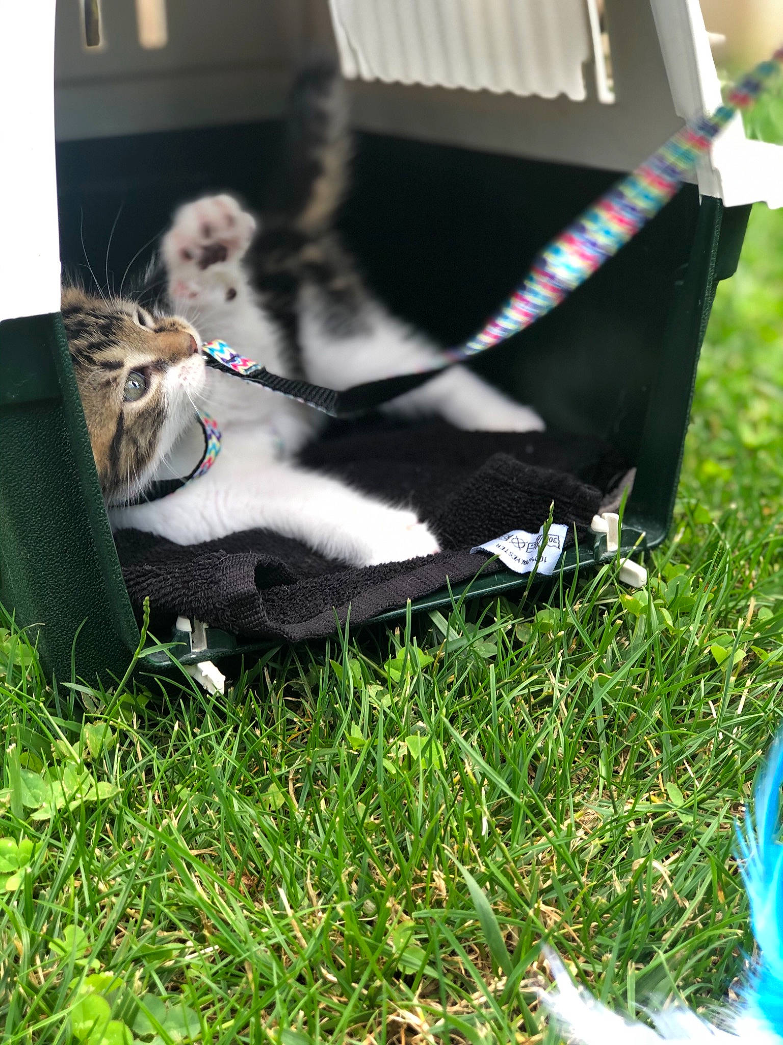 Tigrou participe au concours pour gagner de l'argent avec cette photo : carnivore, cat, felidae, footwear, grass, kitten, lawn, plant, shoe, small_to_medium_sized_cats, tail, whiskers