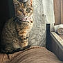 cat, tabby_cat, pet, indoor, sitting, curtain, window, windowsill, collar, bell, whiskers, green_eyes, fur, tail, blanket, couch, cozy, portrait, looking_at_camera, wooden_paneling