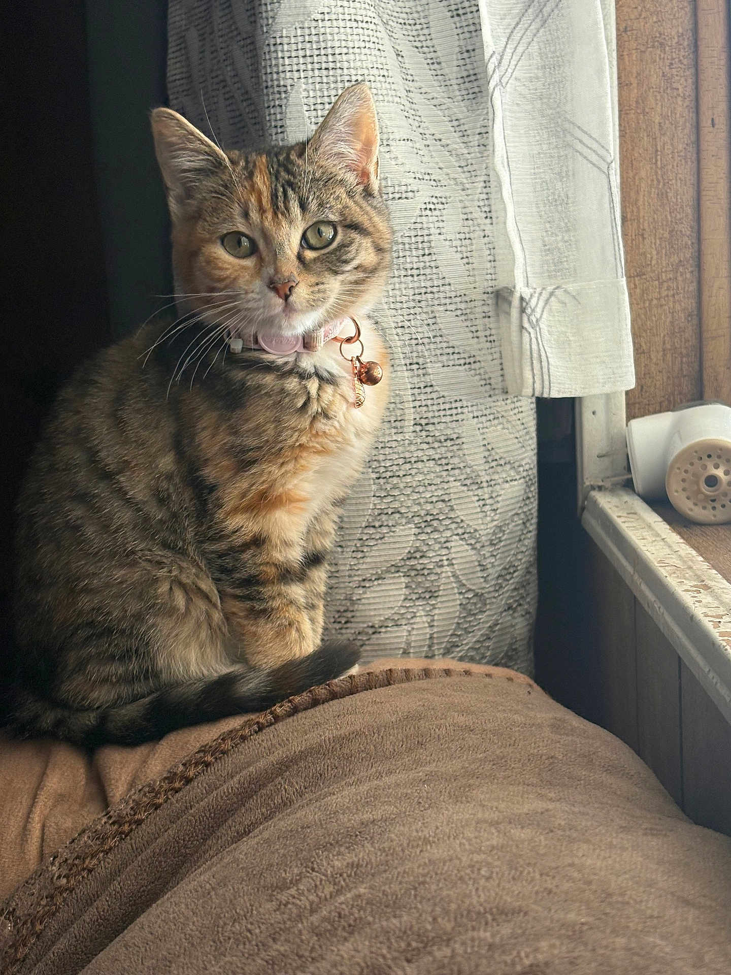 Athena is registered to the contest to win money with this photo: cat, tabby_cat, pet, indoor, sitting, curtain, window, windowsill, collar, bell, whiskers, green_eyes, fur, tail, blanket, couch, cozy, portrait, looking_at_camera, wooden_paneling