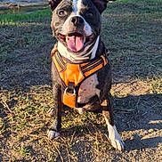 Roc participe au concours pour gagner de l'argent avec cette photo : dog, canine, pet, outdoor, sunlight, harness, happy, tongue_out, grass, dirt, ears, black_and_white, sitting, nature, daytime, smiling, animal, friendly, park, trees