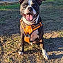 dog, canine, pet, outdoor, sunlight, harness, happy, tongue_out, grass, dirt, ears, black_and_white, sitting, nature, daytime, smiling, animal, friendly, park, trees