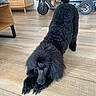 Alfi participe au concours pour gagner de l'argent avec cette photo : animal, black_dog, canine, cozy, cute, dog, floor, fluffy, furniture, house, indoor, living_room, modern, pet, playful, poodle, scooter, stretching, tail, wooden_floor
