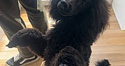 Alfi participe au concours pour gagner de l'argent avec cette photo : animal, background, black_dog, canine, casual_clothing, companion, curious, dog, domestic, front_paws, fur, glass_door, indoor, light_shadow, person, pet, poodle, sneakers, standing, wooden_floor