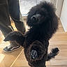 animal, background, black_dog, canine, casual_clothing, companion, curious, dog, domestic, front_paws, fur, glass_door, indoor, light_shadow, person, pet, poodle, sneakers, standing, wooden_floor