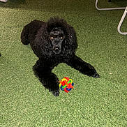 Alfi a rejoint le concours — aidez-le/la à gagner de superbes lots ! animal, artificial_grass, black_dog, colorful_toy, cute, dog, eyes, flash, fur, furniture, lawn, legs, lying_down, night, outdoor, patio, pet, playing, poodle, toy