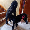 Alfi a rejoint le concours — aidez-le/la à gagner de superbes lots ! animal, black, black_dog, carpet, cute, dog, door, funny, furry, home, horse_toy, indoor, pet, pink_ribbon, plush_toy, riding, stairs, tile_floor, toy, wooden_stairs