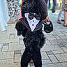 animal, black_dog, bow_tie, canine, cute, dog, event, fashion, furry, leash, outdoor, pavement, people, person, pet, poodle, portrait, standing, tuxedo, well_groomed