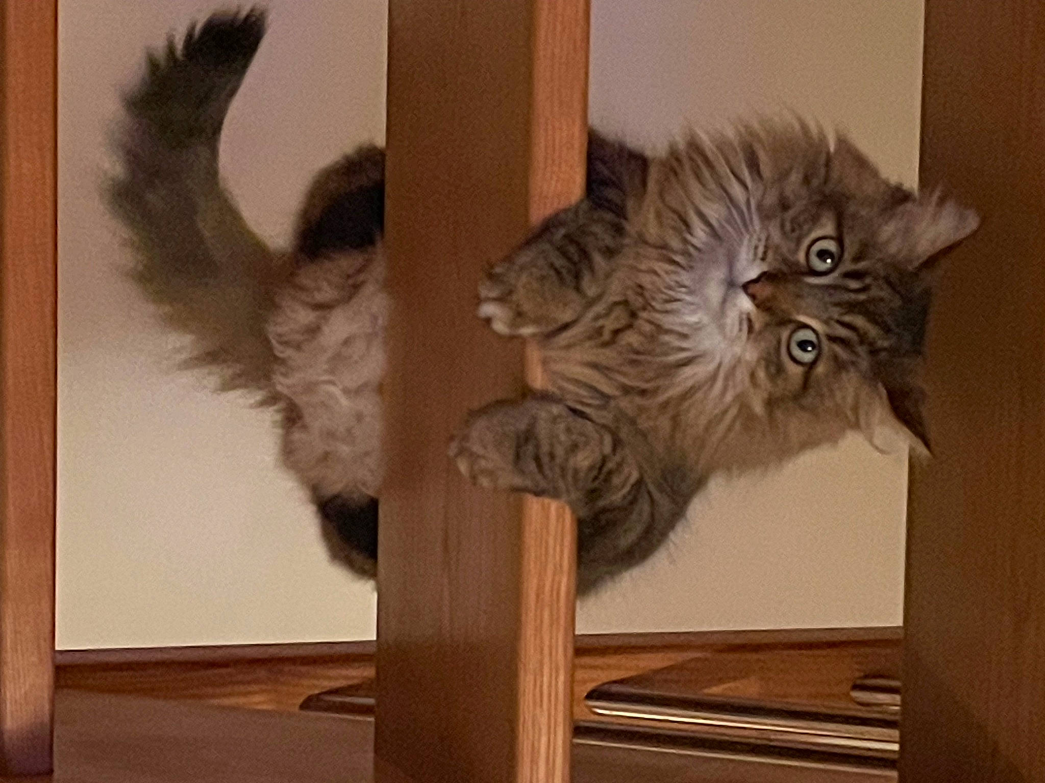 Kiwi a rejoint le concours — aidez-le/la à gagner de superbes lots ! art, carnivore, cat, domestic_short_haired_cat, fawn, felidae, flooring, fur, hardwood, mammal, paw, picture_frame, room, small_to_medium_sized_cats, tail, terrestrial_animal, vertebrate, whiskers, wood, wood_stain