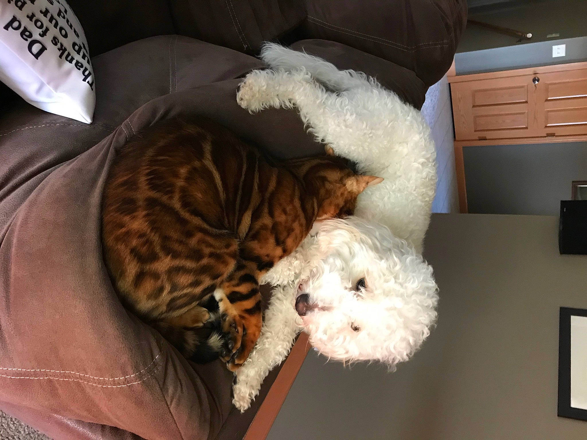 Daisy joined the competition — help win amazing prizes! cabinetry, carnivore, cat, cat_bed, cat_supply, comfort, companion_dog, dog, dog_breed, drawer, fawn, felidae, fur, kitchen_appliance, mammal, small_to_medium_sized_cats, snout, sporting_group, toy_dog, whiskers