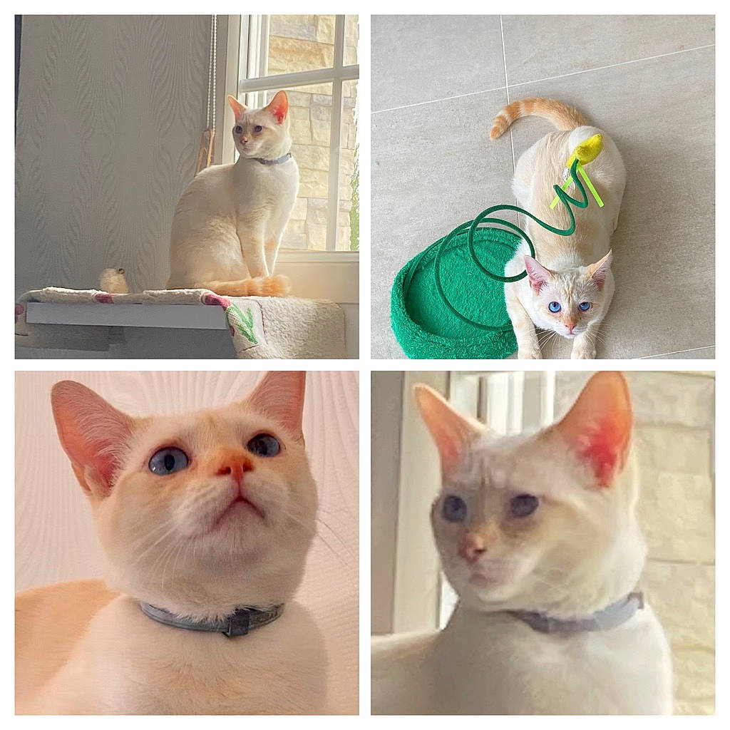 Roméo a rejoint le concours — aidez-le/la à gagner de superbes lots ! carnivore, cat, creative_arts, eyebrow, fawn, felidae, fur, internet_meme, line, mammal, pet_supply, photo_caption, photograph, rectangle, small_to_medium_sized_cats, snapshot, snout, tail, whiskers, white