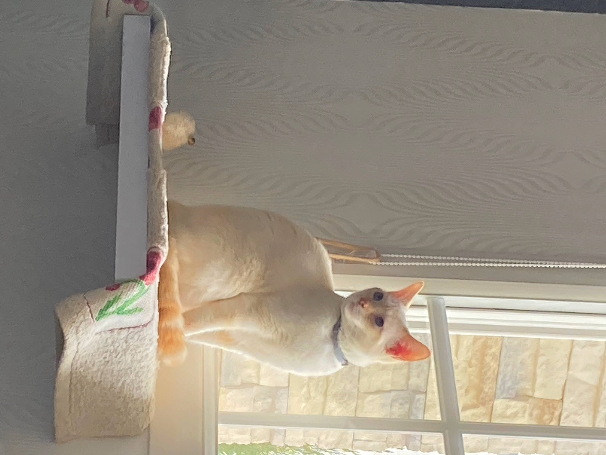 Roméo participe au concours pour gagner de l'argent avec cette photo : animal_shelter, cage, carnivore, companion_dog, dog_breed, fawn, felidae, linens, pet_supply, room, shade, small_to_medium_sized_cats, snout, tail, terrestrial_animal, whiskers, wildlife, window_covering, window_treatment, wood