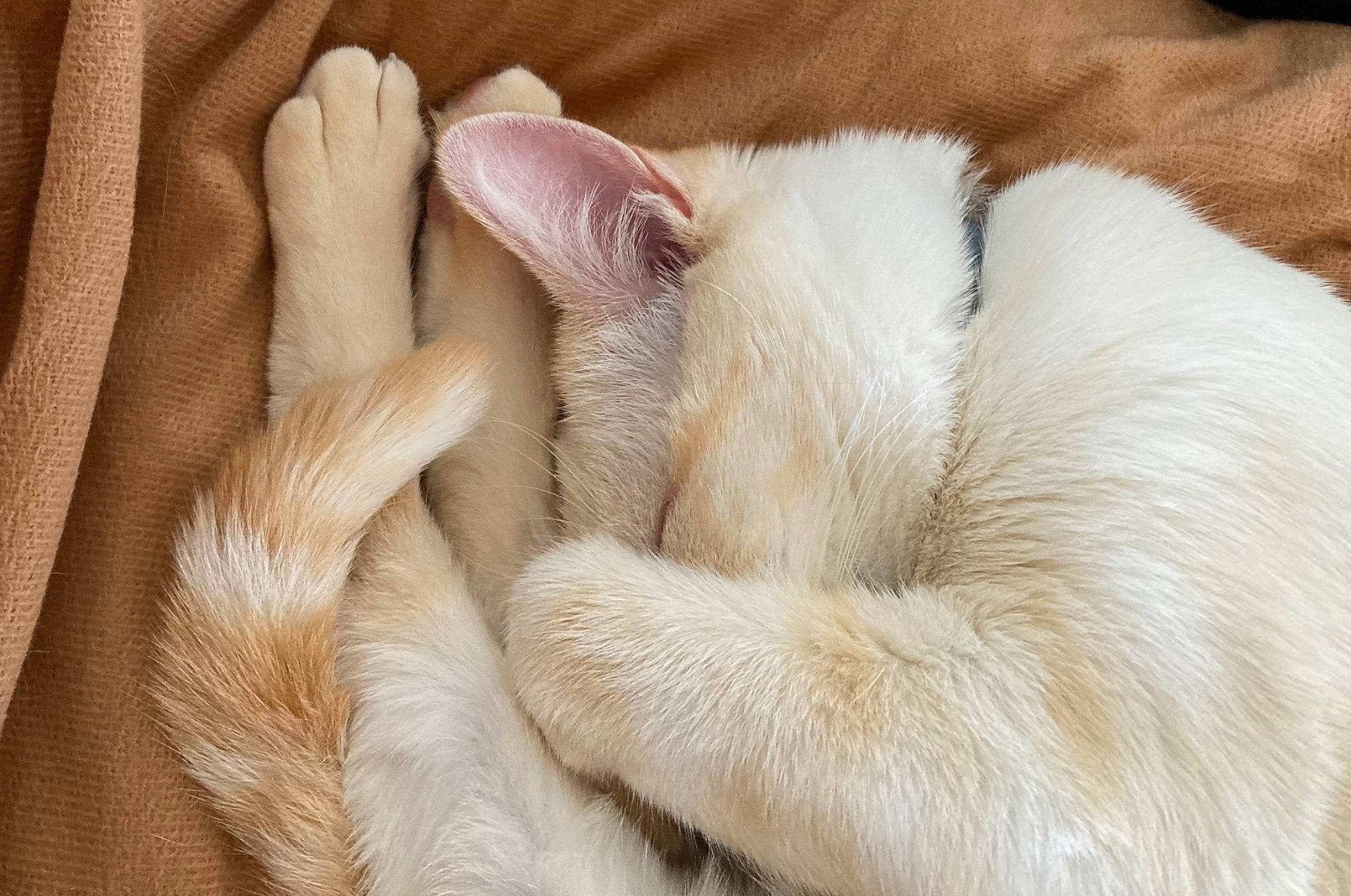 Roméo participe au concours pour gagner de l'argent avec cette photo : carnivore, cat, claw, comfort, fawn, felidae, fur, nap, paw, small_to_medium_sized_cats, sporting_group, tail, whiskers