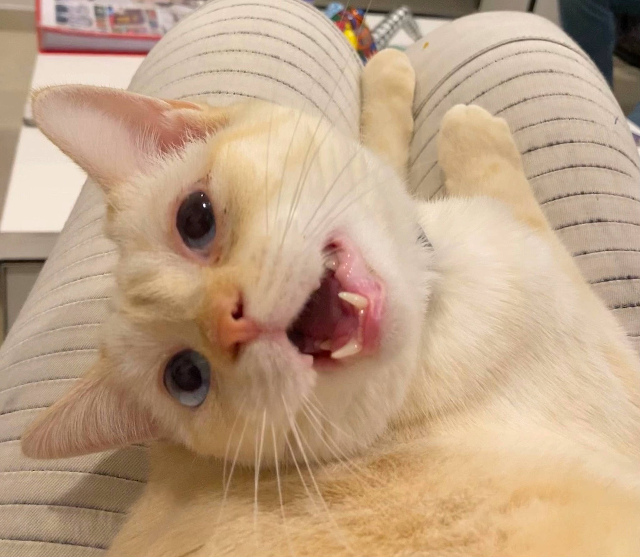 Roméo participe au concours pour gagner de l'argent avec cette photo : carnivore, cat, claw, comfort, domestic_short_haired_cat, eye, fang, fawn, felidae, fur, head, nap, paw, pet_supply, small_to_medium_sized_cats, snout, tail, whiskers