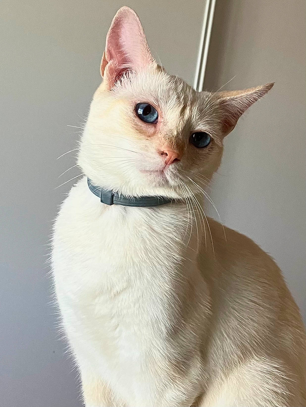 Roméo a rejoint le concours — aidez-le/la à gagner de superbes lots ! carnivore, cat, collar, curious, domestic_short_haired_cat, ear, fawn, felidae, fur, no_expression, small_to_medium_sized_cats, snout, tail, terrestrial_animal, whiskers