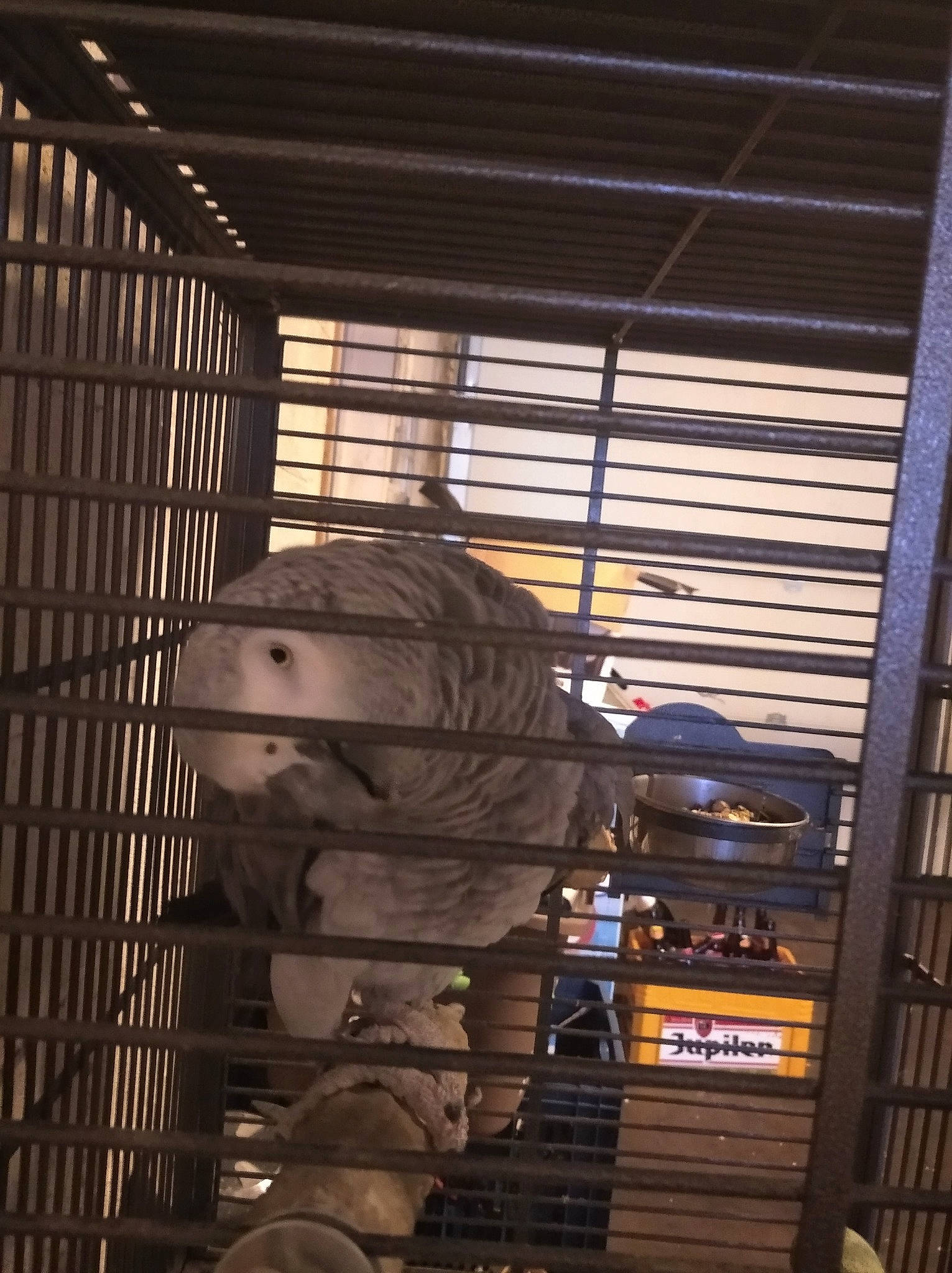 Piony a rejoint le concours — aidez-le/la à gagner de superbes lots ! cage