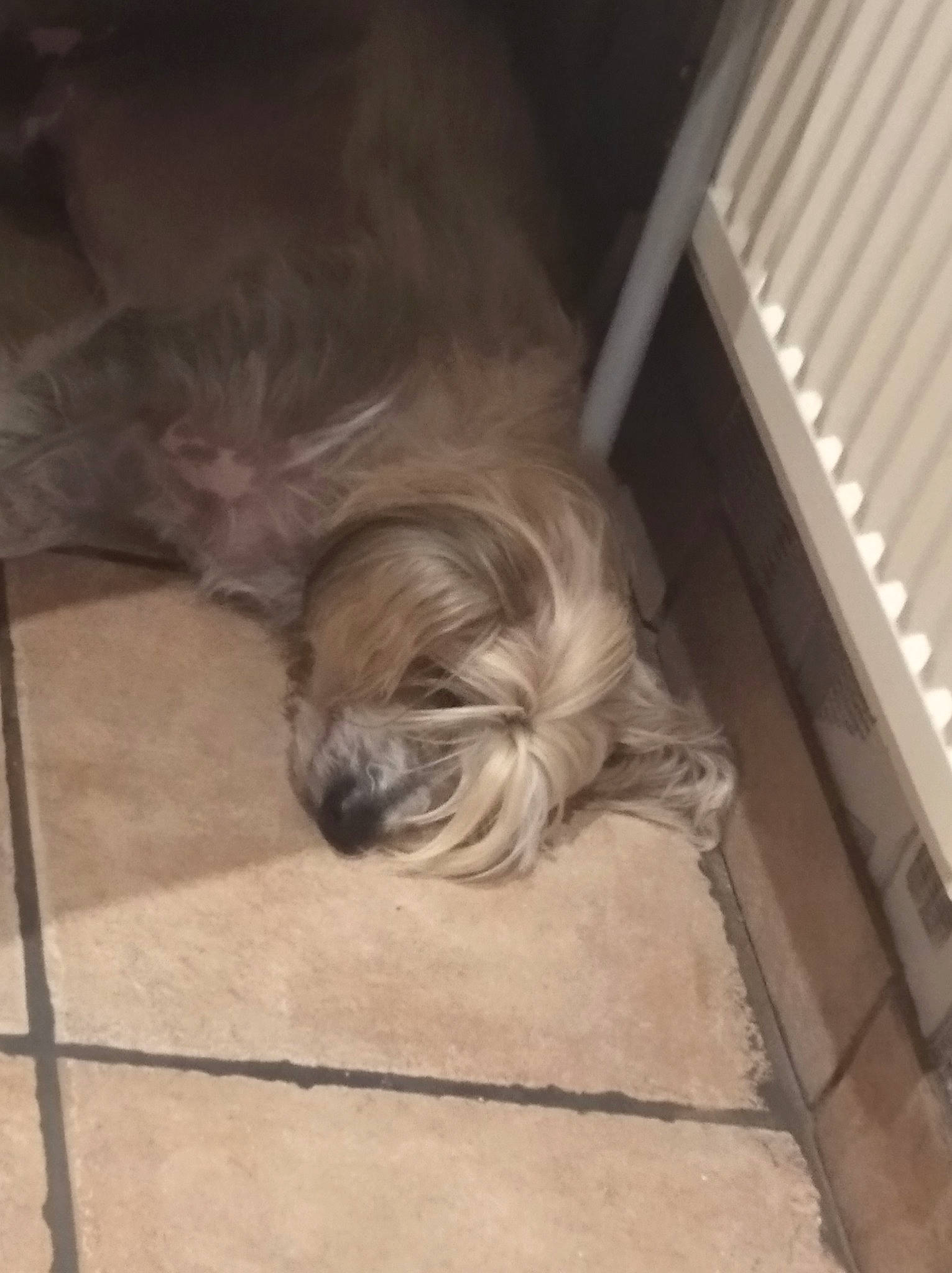 Toby a rejoint le concours — aidez-le/la à gagner de superbes lots ! bearded_collie, canidae, carnivore, catalan_sheepdog, companion_dog, dog, dog_breed, fawn, lhasa_apso, liver, non_sporting_group, puppy, shih_tzu, sporting_group, tibetan_terrier, toy_dog