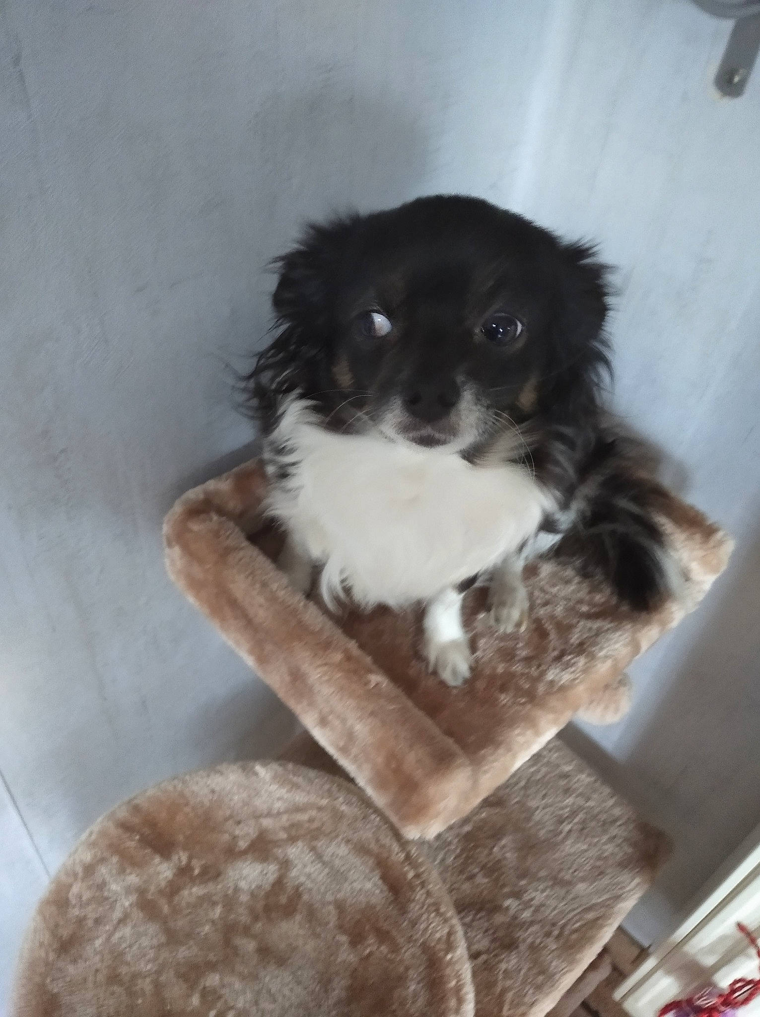 Nicky a rejoint le concours — aidez-le/la à gagner de superbes lots ! border_collie, canidae, carnivore, companion_dog, dog, dog_breed, mammal, puppy, sporting_group, toy_dog, vertebrate