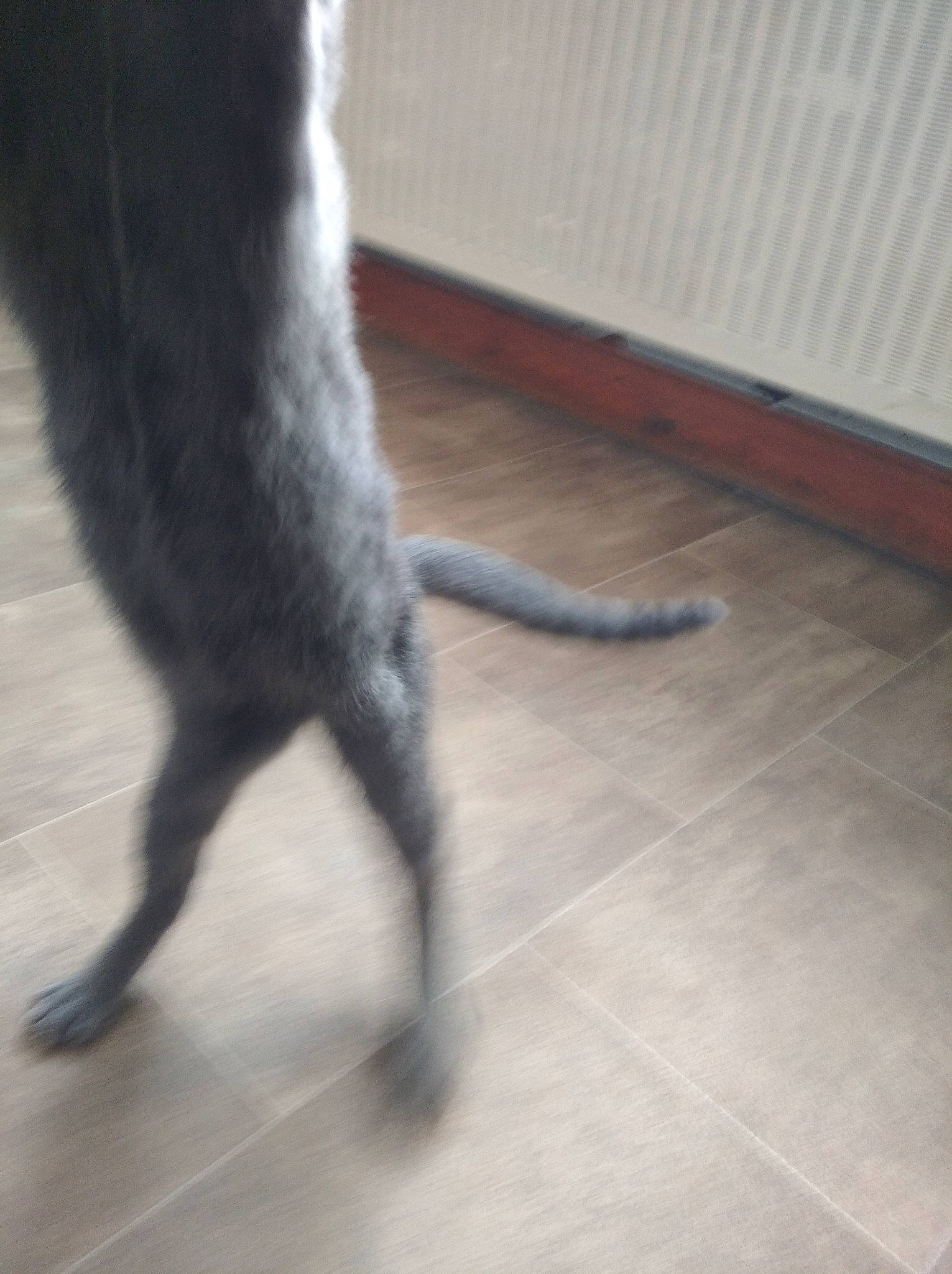 Simba a rejoint le concours — aidez-le/la à gagner de superbes lots ! canidae, carnivore, cat, dog, dog_breed, felidae, floor, flooring, leg, small_to_medium_sized_cats, sporting_group, tail