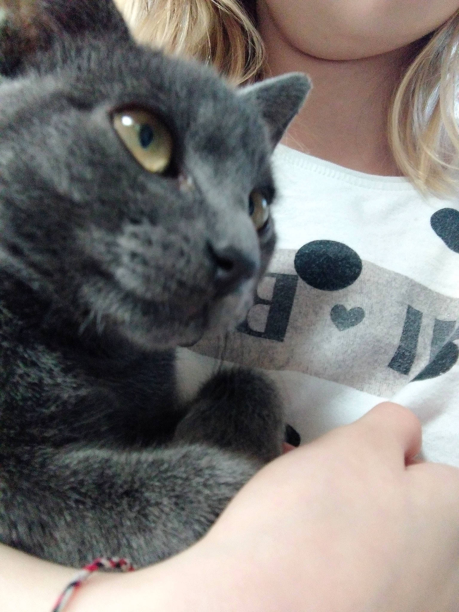 Simba participe au concours pour gagner de l'argent avec cette photo : black_cat, british_shorthair, carnivore, cat, chartreux, domestic_short_haired_cat, european_shorthair, felidae, fur, kitten, korat, mammal, nebelung, polydactyl_cat, russian_blue, small_to_medium_sized_cats, snout, whiskers