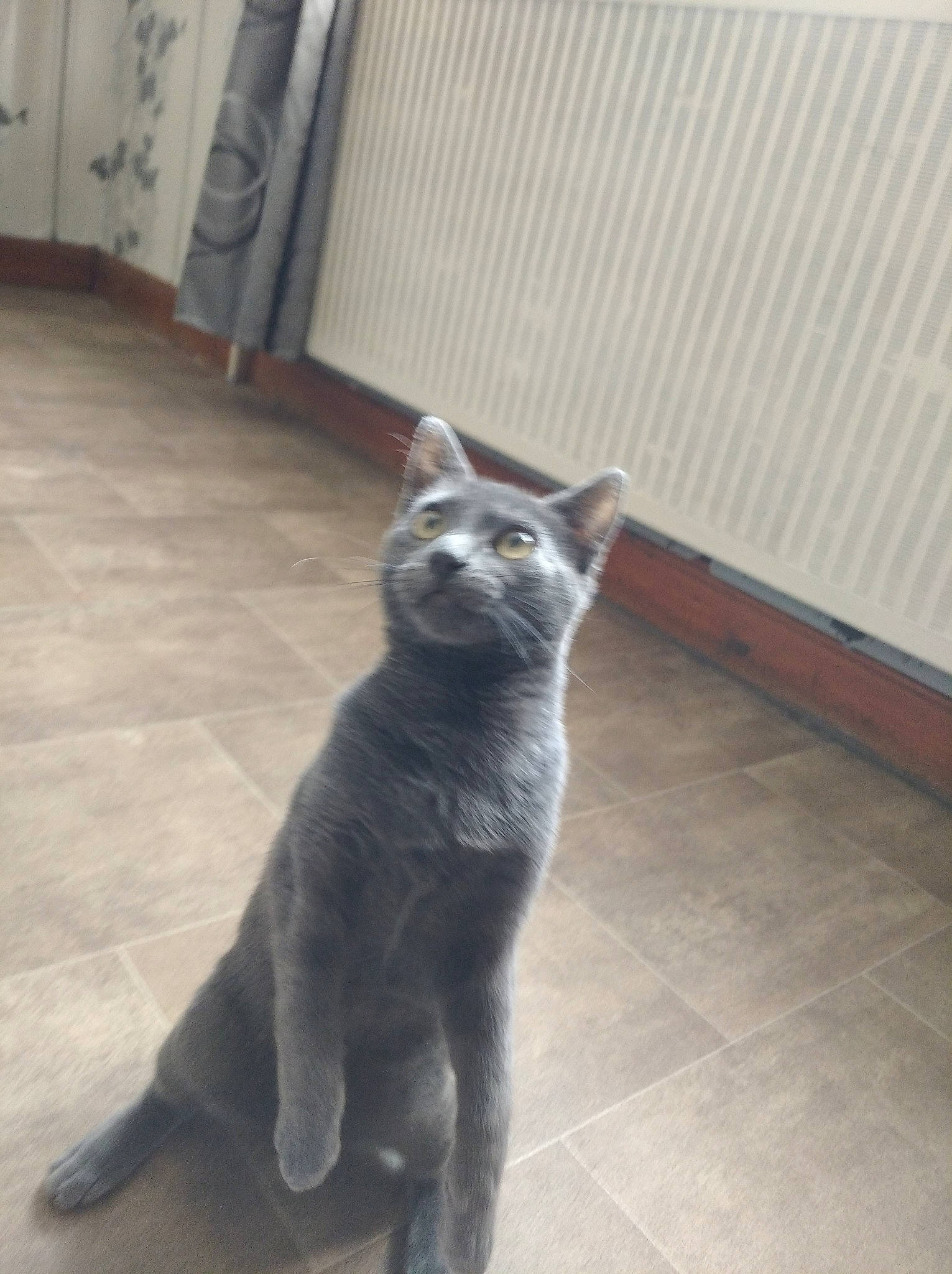 Simba participe au concours pour gagner de l'argent avec cette photo : british_shorthair, carnivore, cat, chartreux, domestic_short_haired_cat, felidae, kitten, korat, mammal, nebelung, russian_blue, small_to_medium_sized_cats, tail, vertebrate, whiskers