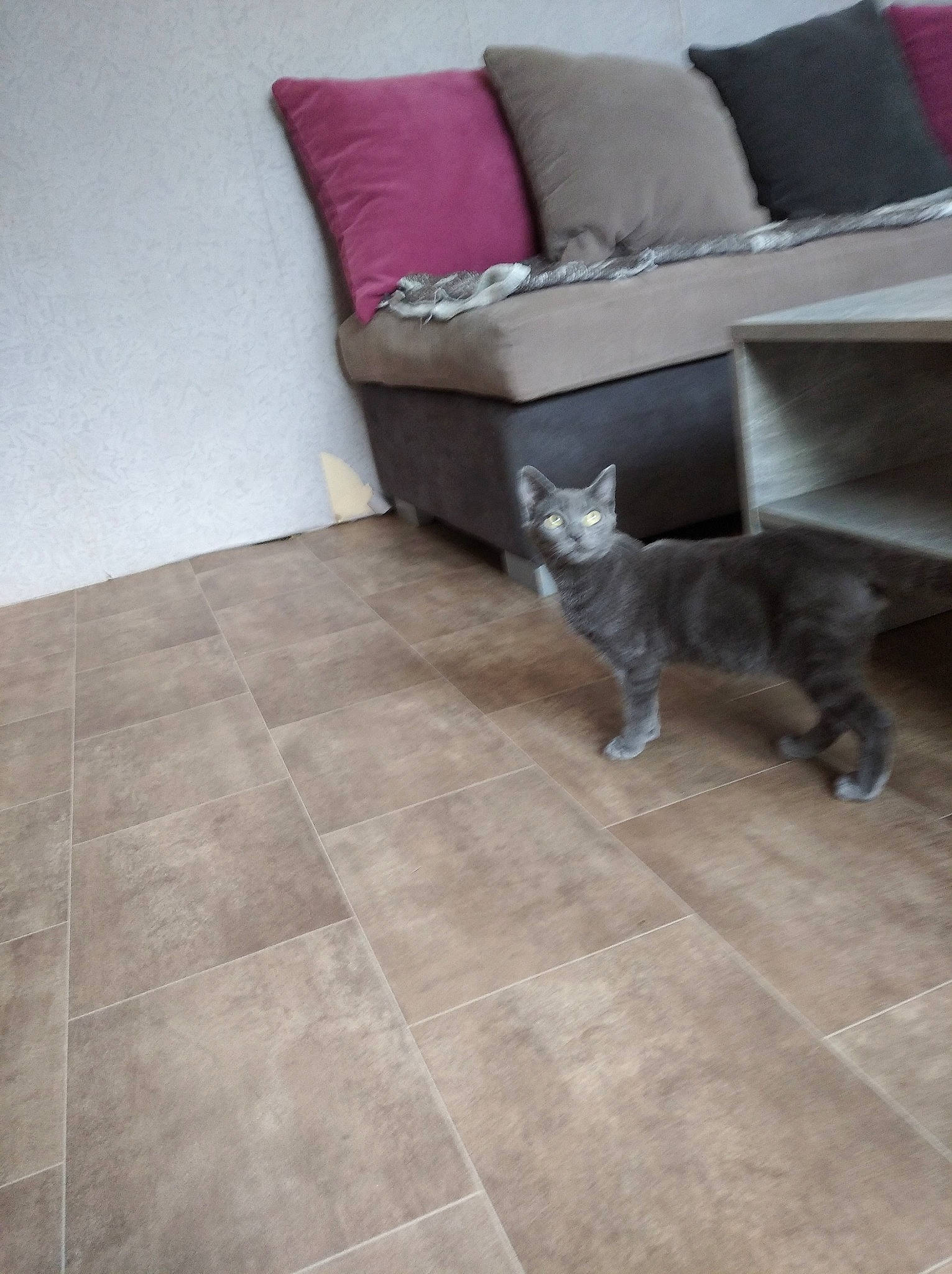 Simba a rejoint le concours — aidez-le/la à gagner de superbes lots ! cat, fawn, felidae, floor, flooring, furniture, grey, hardwood, interior_design, kitten, laminate_flooring, living_room, room, small_to_medium_sized_cats, table, tail, tile, whiskers, wood, wood_flooring