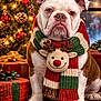 bulldog, dog, scarf, reindeer, plush_toy, christmas_tree, christmas_lights, ornaments, presents, holiday, winter, snow, window, festive, decorations, indoors, pet, animal, cute, portrait