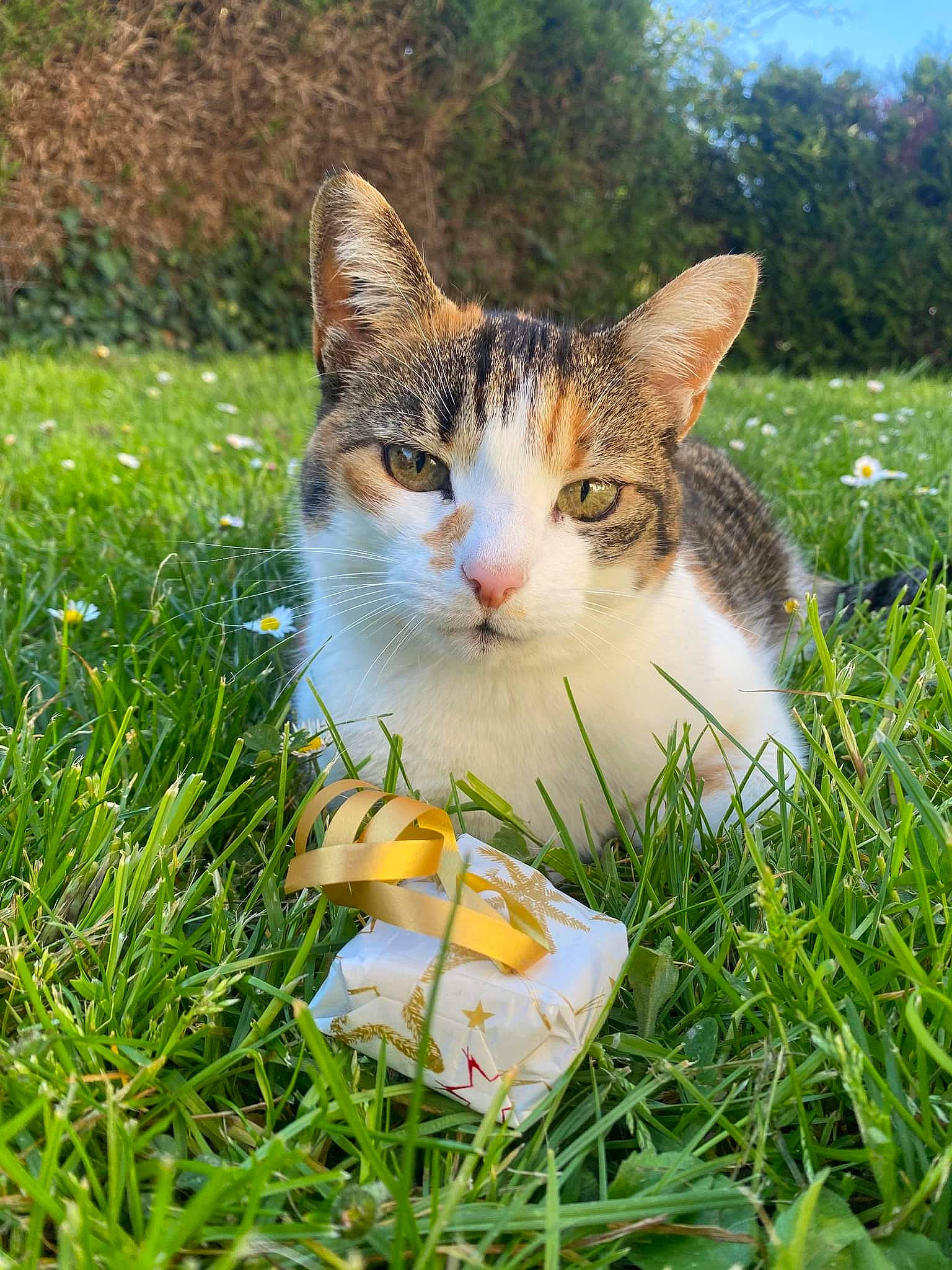 Frimousse a rejoint le concours — aidez-le/la à gagner de superbes lots ! carnivore, cat, domestic_short_haired_cat, fawn, felidae, fur, grass, grass_family, grassland, groundcover, happy, lawn, meadow, people_in_nature, plant, sky, small_to_medium_sized_cats, tree, whiskers, wildlife