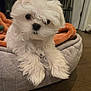 Louis joined the competition — help win amazing prizes! puppy, dog, pet_bed, blanket, white_fur, fluffy, cute, indoor, floor, curious, animal, young_dog, domestic_animal, canine, fur, small_dog, companion, cozy, resting, home