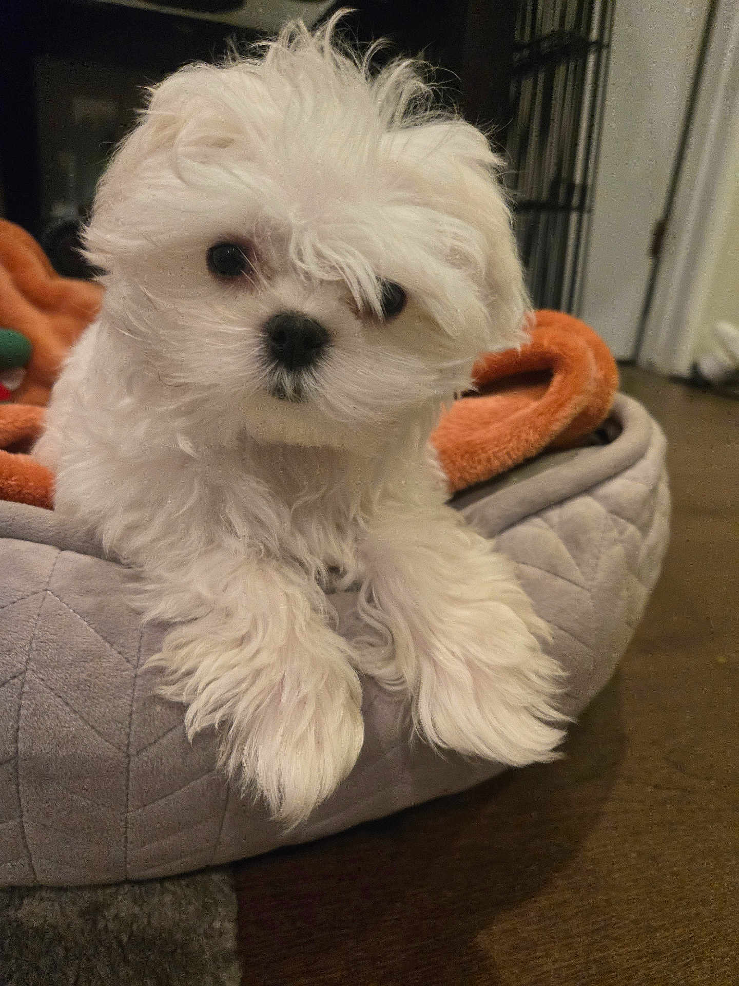 Louis joined the competition — help win amazing prizes! puppy, dog, pet_bed, blanket, white_fur, fluffy, cute, indoor, floor, curious, animal, young_dog, domestic_animal, canine, fur, small_dog, companion, cozy, resting, home