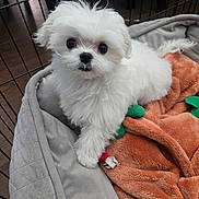 Louis is registered to the contest to win money with this photo: puppy, dog, white_fur, pet_bed, blanket, indoor, cute, small_dog, animal, fur, playpen, cozy, looking_up, domestic_animal, companion, young_dog, fluffy, toy, resting, floor