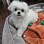 puppy, dog, white_fur, pet_bed, blanket, indoor, cute, small_dog, animal, fur, playpen, cozy, looking_up, domestic_animal, companion, young_dog, fluffy, toy, resting, floor