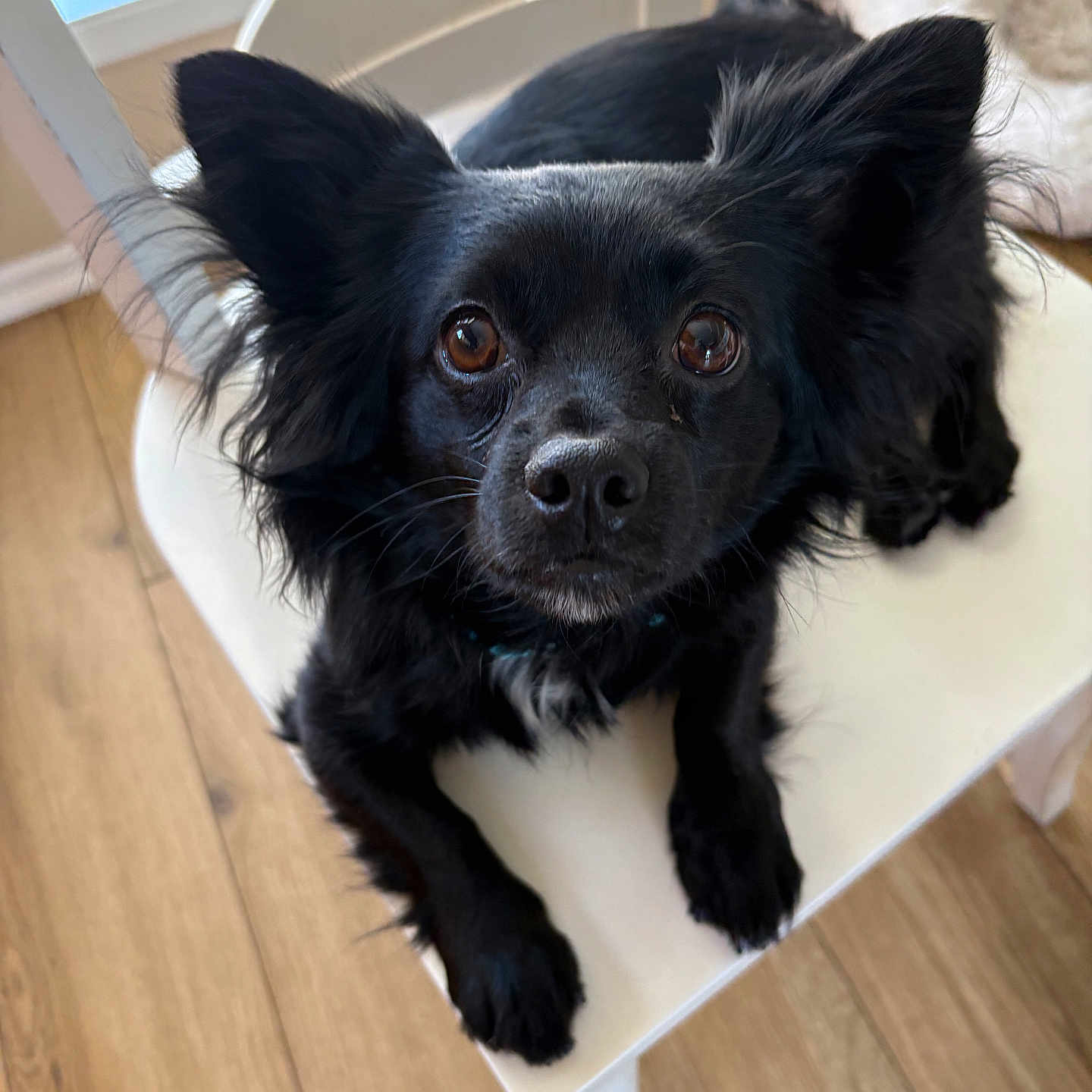 Benny is registered to the contest to win money with this photo: animal_portrait, black_dog, brown_eyes, canine, chair, close_up, cozy, curious, dog, domestic_animal, fluffy_ears, fur, home, indoor, looking_up, natural_light, pet, sitting, white_chair, wooden_floor