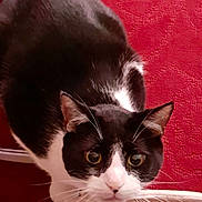 Marlow is registered to the contest to win money with this photo: cat, black_and_white, whiskers, curious, indoor, pet, feline, close_up, wide_eyes, red_background, texture, soft_surface, animal, mammal, domestic, cute, alert, portrait, looking, face