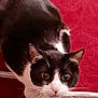 cat, black_and_white, whiskers, curious, indoor, pet, feline, close_up, wide_eyes, red_background, texture, soft_surface, animal, mammal, domestic, cute, alert, portrait, looking, face