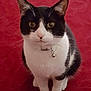 cat, black_and_white, pet, indoor, collar, bell, curious, sitting, carpet, red_background, whiskers, fur, animal, feline, looking_up, domestic, cute, alert, front_paws, close_up