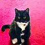 cat, tuxedo_cat, black_and_white, pet, animal, yellow_eyes, whiskers, sitting, indoor, carpet, pink_carpet, feline, cute, domestic_cat, fur, tail, collar, front_paws, alert, looking