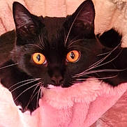 Jess is registered to the contest to win money with this photo: bed, black_cat, blanket, cat, closeup, cozy, cute, ears, feline, fur, indoor, looking_at_camera, paws, pet, pink, portrait, resting, soft_texture, whiskers, yellow_eyes