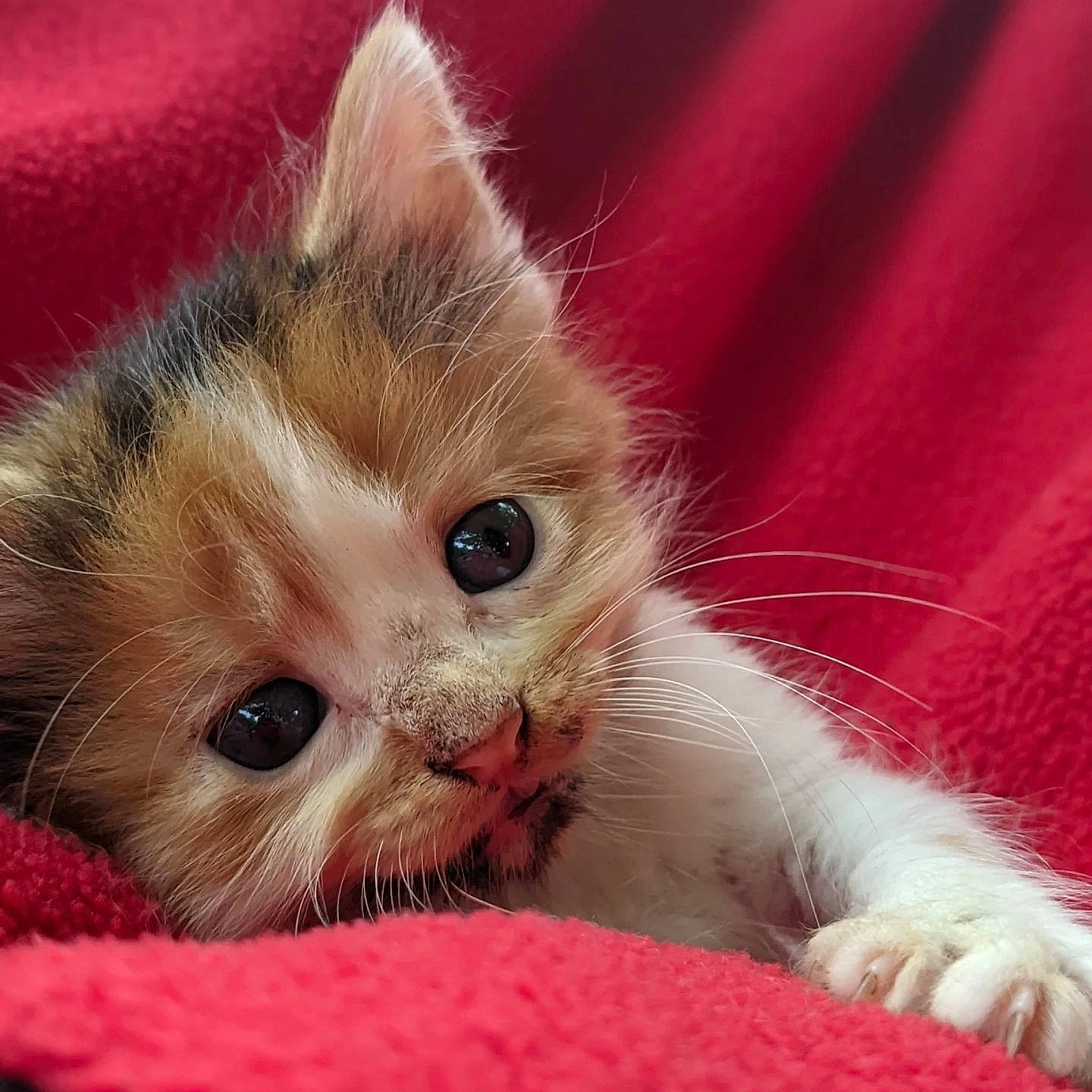 Peanut is registered to the contest to win money with this photo: carnivore, cat, claw, close_up, comfort, domestic_short_haired_cat, ear, fawn, felidae, foot, fur, iris, nap, paw, photo_caption, small_to_medium_sized_cats, snout, whiskers