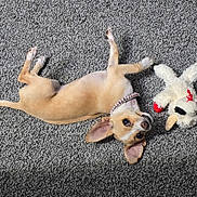 Lola joined the competition — help win amazing prizes! animal, beige, carpet, collar, companion, cute, dog, domestic, ears, fur, indoor, looking_up, lying_down, pet, playful, puppy, relaxed, small_dog, stuffed_animal, toy