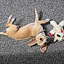 animal, beige, carpet, collar, companion, cute, dog, domestic, ears, fur, indoor, looking_up, lying_down, pet, playful, puppy, relaxed, small_dog, stuffed_animal, toy