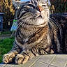 blue_sky, cat, close_up, domestic_animal, feline, fur, garden, hedge, mammal, nose, outdoor, pattern, paws, pet, portrait, relaxed, sunlight, tabby_cat, tabletop, whiskers