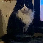 Sissi participe au concours pour gagner de l'argent avec cette photo : cat, black_and_white, fluffy, sitting, indoor, media_device, tv, electronics, feline, pet, fur, expression, animal, home, cozy, shadow, domestic, resting, quiet, looking