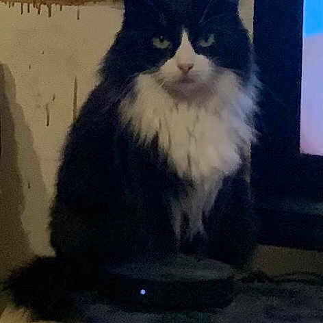 Sissi participe au concours pour gagner de l'argent avec cette photo : cat, black_and_white, fluffy, sitting, indoor, media_device, tv, electronics, feline, pet, fur, expression, animal, home, cozy, shadow, domestic, resting, quiet, looking