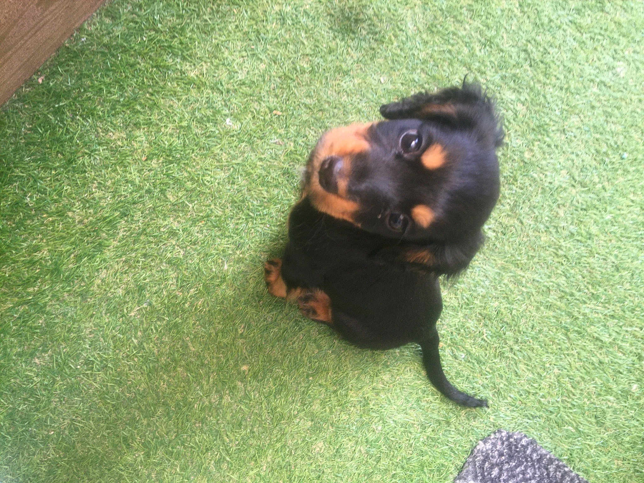 Daisy