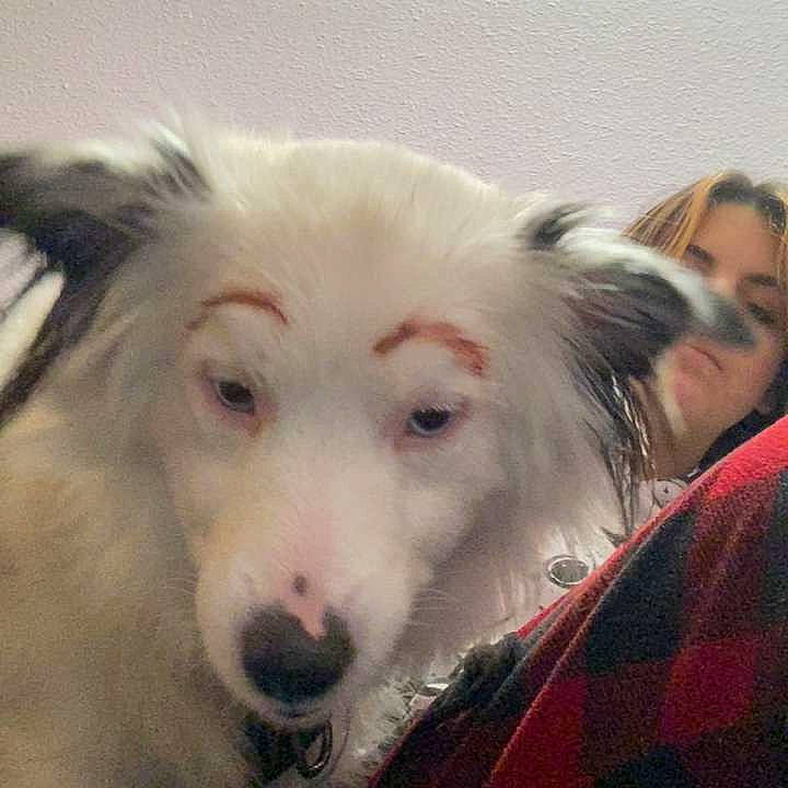 Hendrix is registered to the contest to win money with this photo: canidae, carnivore, companion_dog, dog, dog_breed, event, fur, non_sporting_group, plaid, snout, sporting_group, tartan, terrestrial_animal, working_animal, working_dog